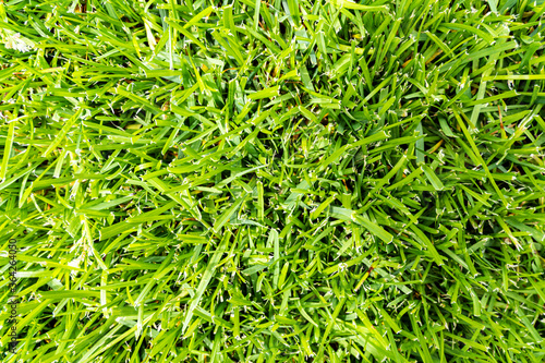 green grass texture background. Green artificial grass background.