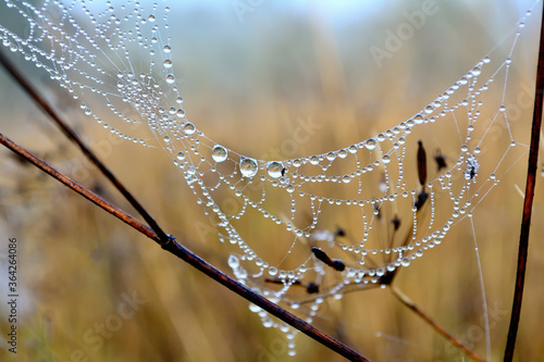 Beautiful drops of water on a spider web