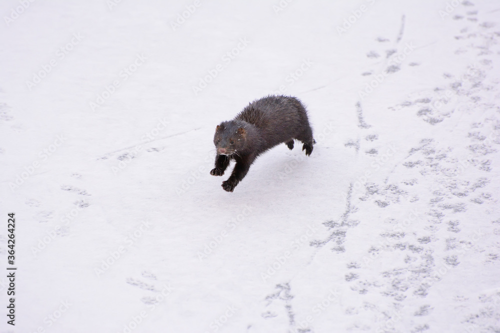 Mink hunts in a frozen pond in winter