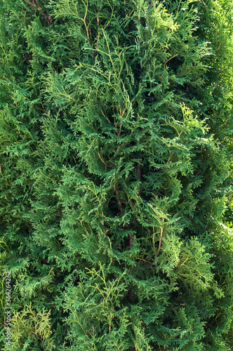 White cedar. Close up. Natural background.