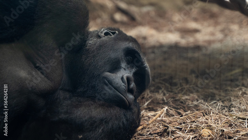 duży goryl śpi odpoczywa na boku w klatce w oo