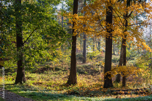 Autumn forest with green, yellow and orange tones