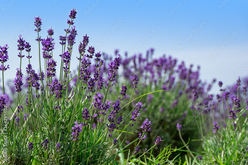 Obraz premium ラベンダー畑