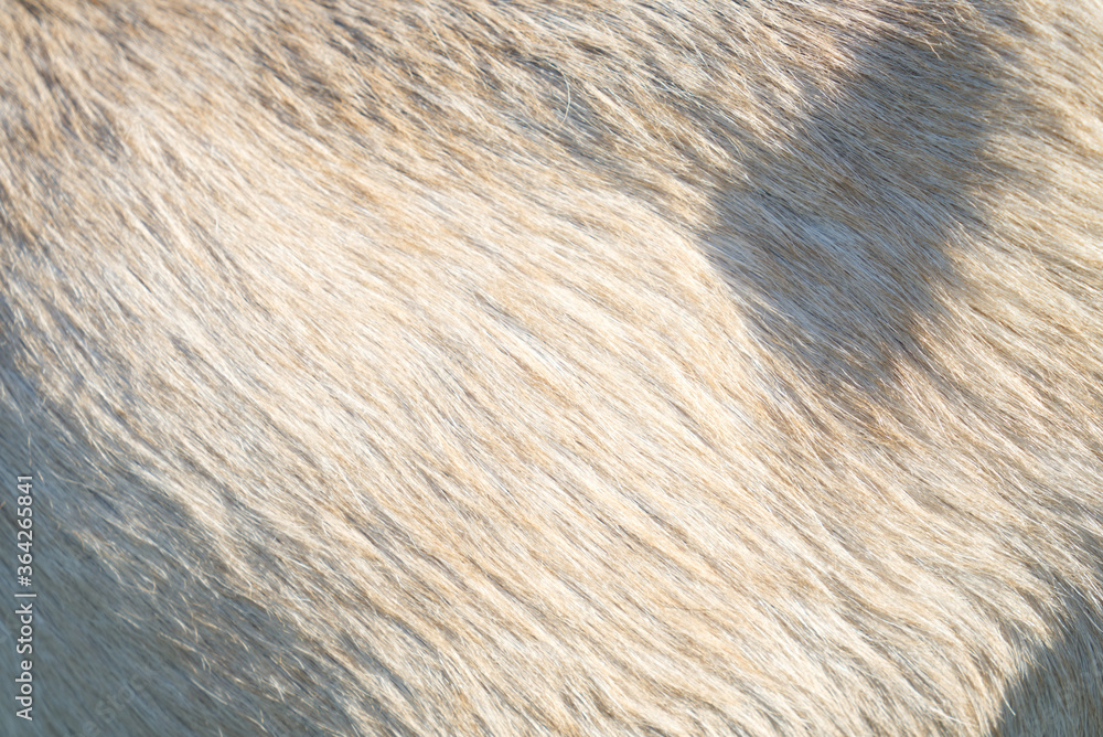 beige goat fur texture, sun and shadow beige goat fur texture, sun and shadow