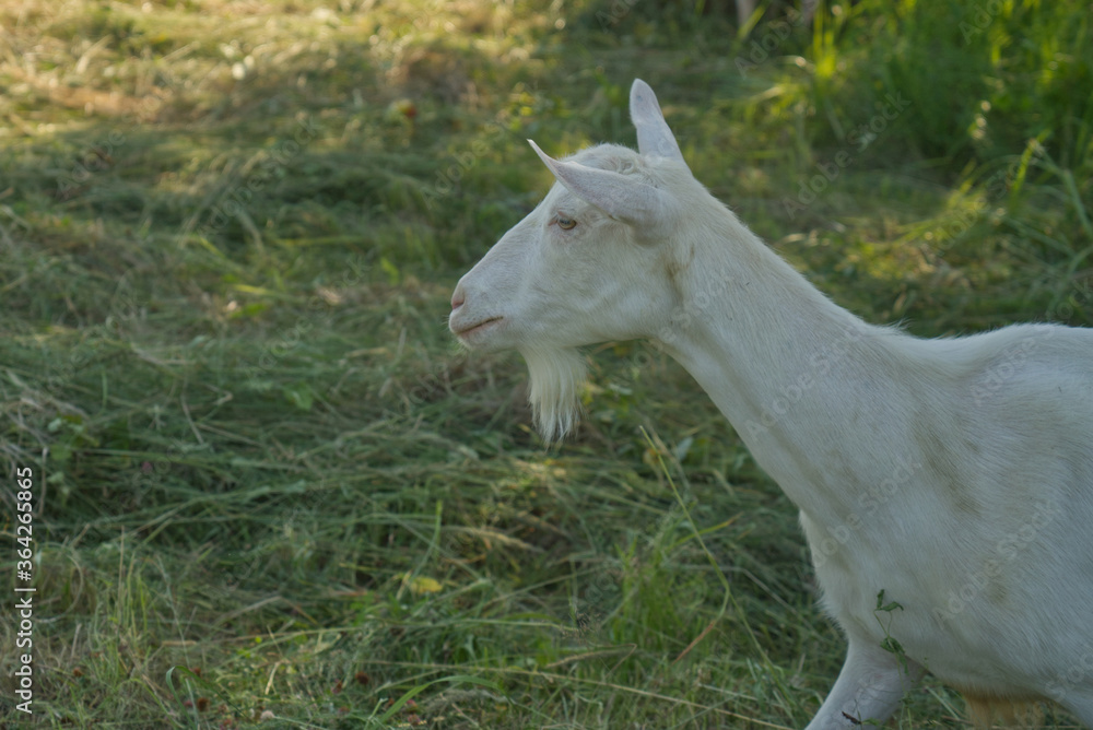 Obraz premium portrait of a white goat in the shade on a meadow
