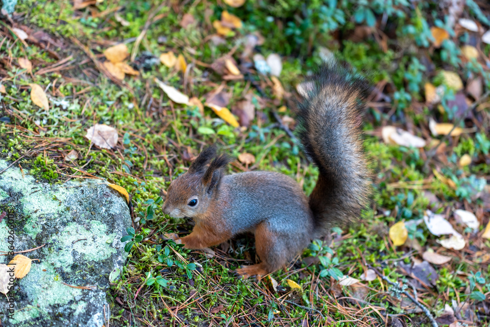 Squirrel searching for food on seurasaari island, finland Squirrel searching for food on seurasaari island, finland