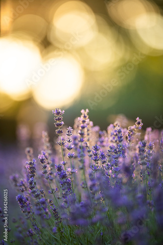 Lavender sunset