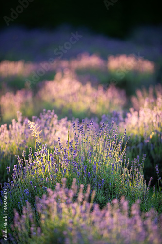 Lavender sunset