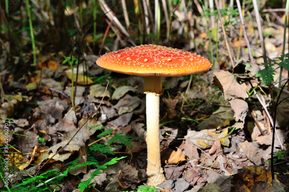 The red and white poisonous toadstool or mushroom called Amanita Muscaria or Fly Agaric The red and white poisonous toadstool or mushroom called Amanita Muscaria or Fly Agaric