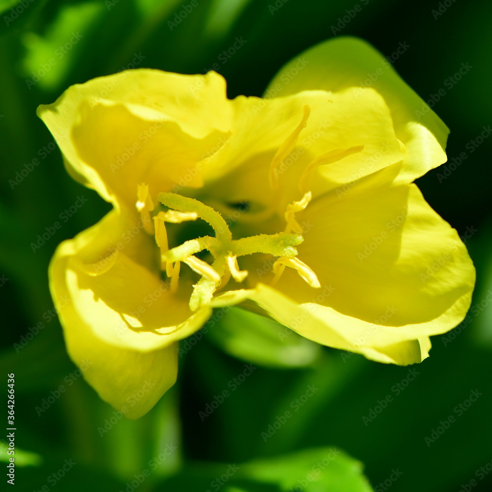 Φωτογραφία yellow flower in narute of Beskids in Czech republic