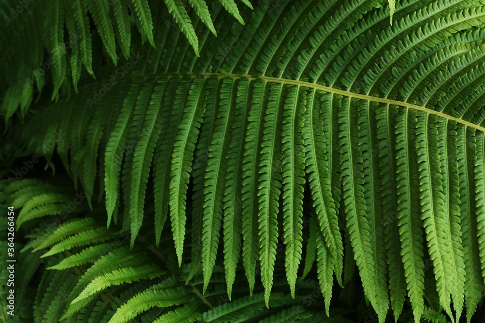 Beautiful green fern in the summer garden Beautiful green fern in the summer garden