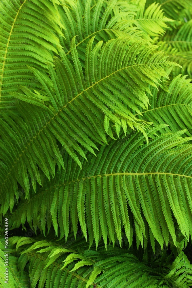 Beautiful green fern in the summer garden Beautiful green fern in the summer garden