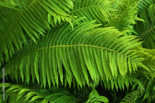 Beautiful green fern in the summer garden 