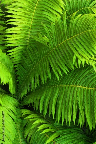 Beautiful green fern in the summer garden 