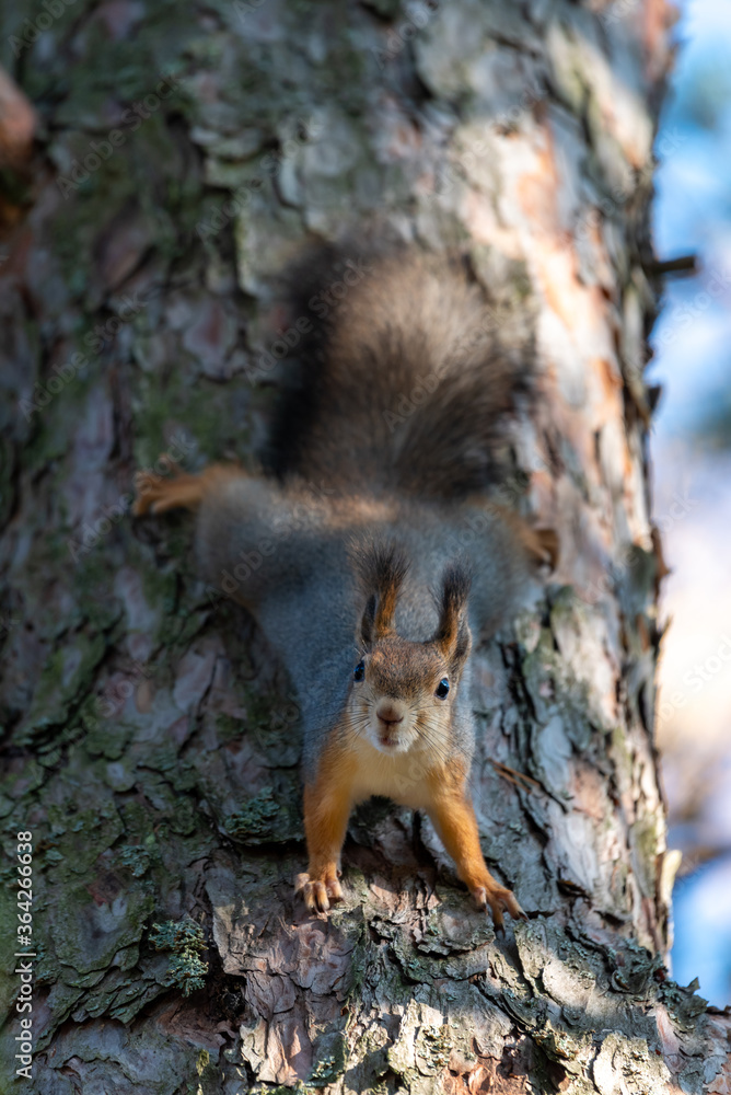 Squirrel in a tree on seurasaari island, finland