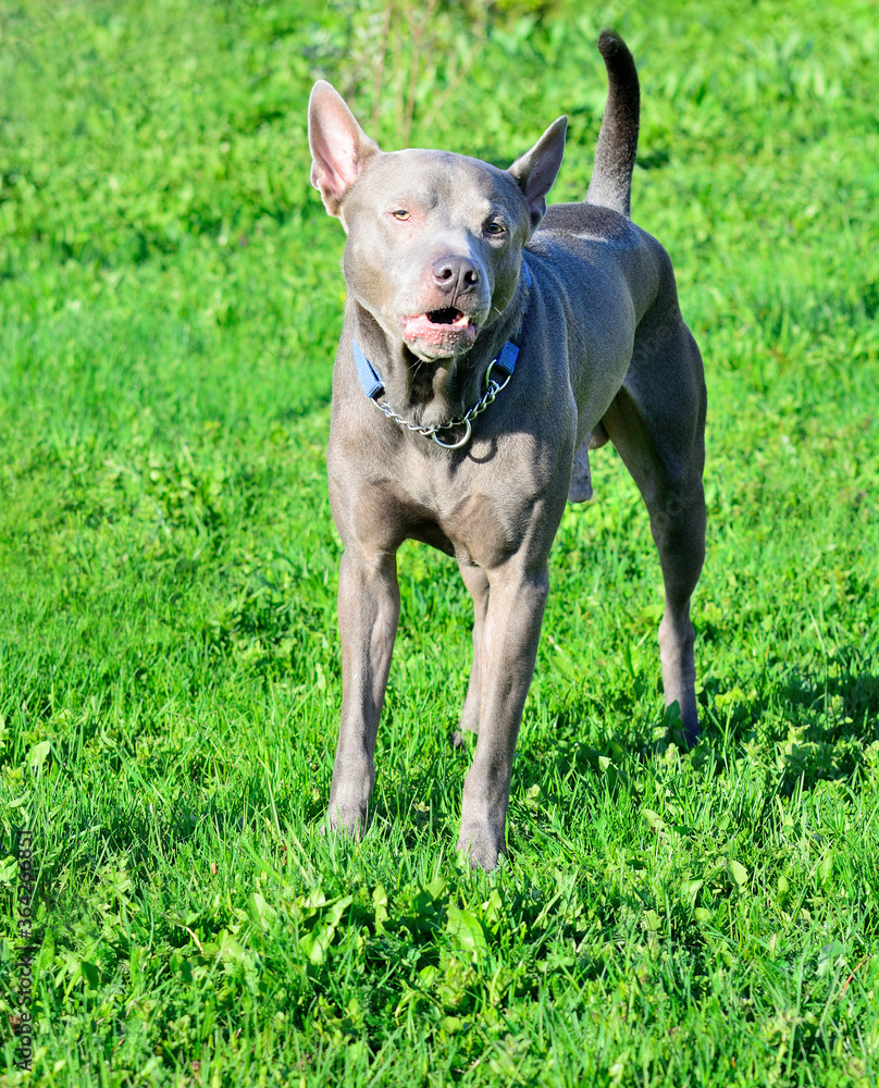 Thai ridgeback, also vidoma yak TRD, Mah Thai, or Mah Thai Lang Ahn ...