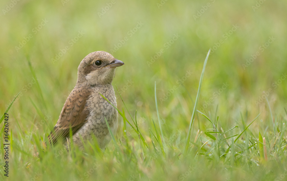 Red-backed Shrike (Lanius collurio) female Red-backed Shrike (Lanius collurio) female