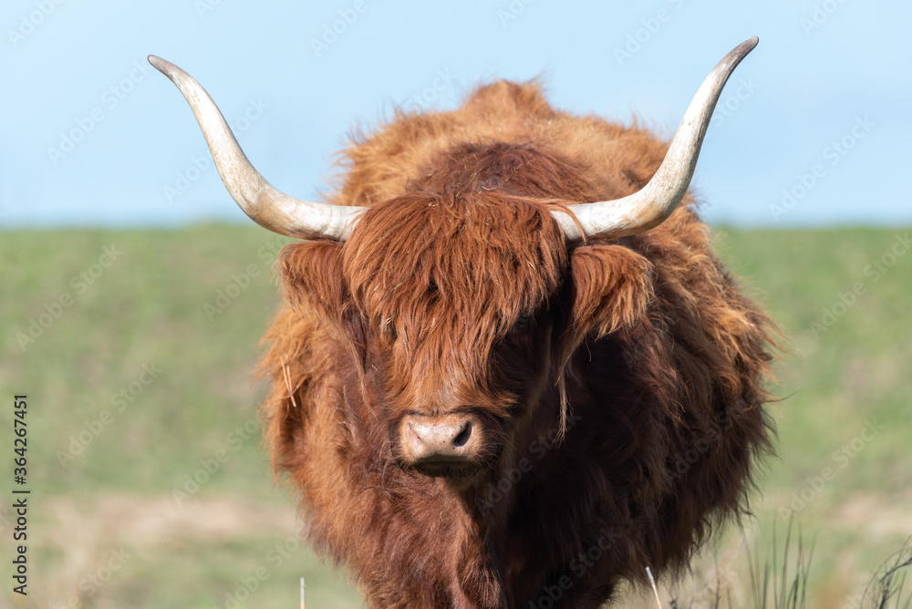 scottish highland cow with big horns on a summers day