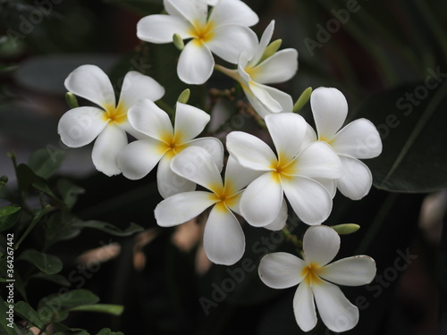 Plumeria mix color white and yellow colorfull flower blooming in garden on blur nature background Tropical nature, Frangipani, Temple, Graveyard Tree Apocynaceae