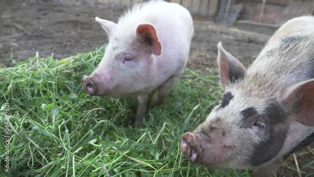 Funny, curious domestic pigs run around in the barnyard, digging manure with their nose, looking for food. Family business, agricultural farm. Funny, curious domestic pigs run around in the barnyard, digging manure with their nose, looking for food. Family business, agricultural farm.
