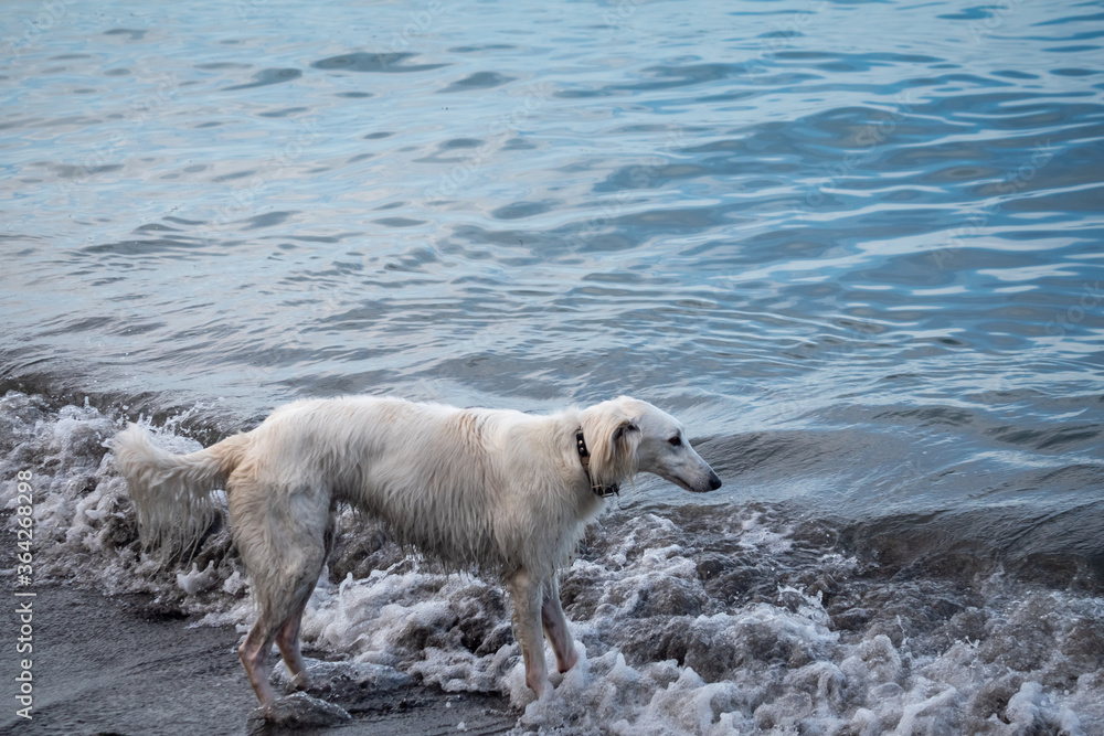 Obraz premium 波打ち際にいる大型犬