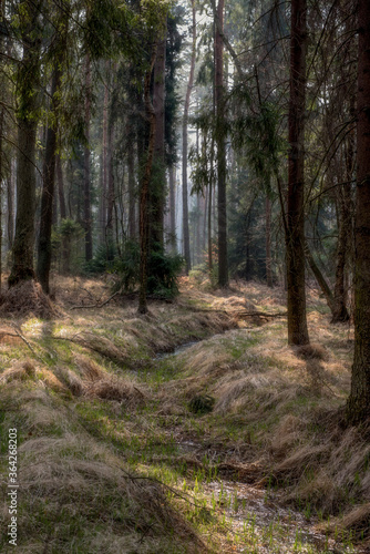 Forest © micha