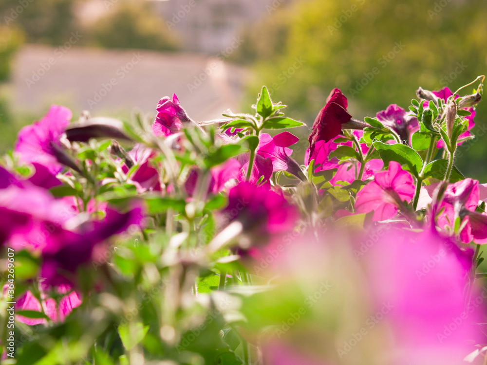 Butch of purple garden Petunia flowers. Green plants closeup in sunny day. Butch of purple garden Petunia flowers. Green plants closeup in sunny day.