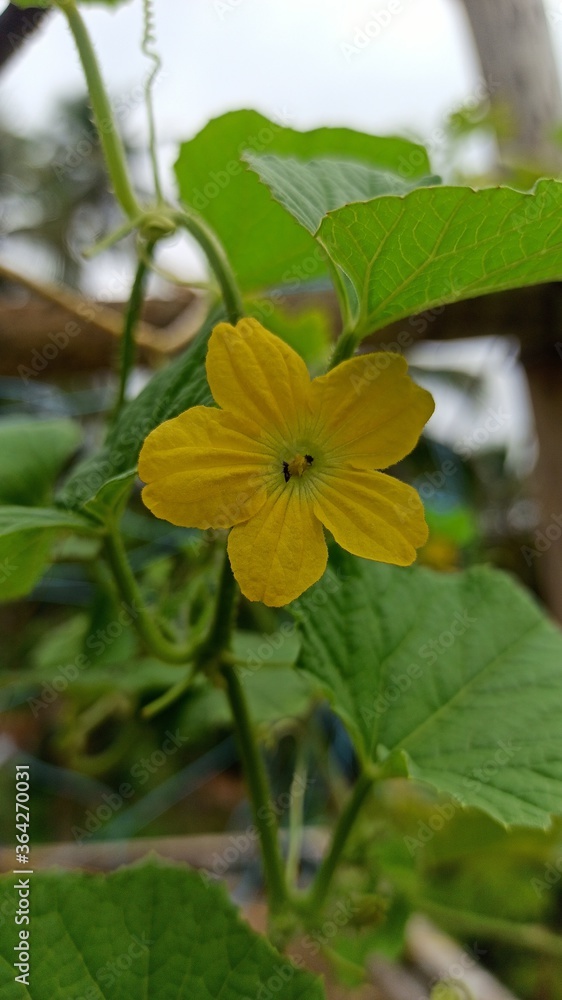 butterfly on a flower, yellow flower, nature, beauty flower, love flower, romantic flower, beauty with yellow butterfly on a flower, yellow flower, nature, beauty flower, love flower, romantic flower, beauty with yellow