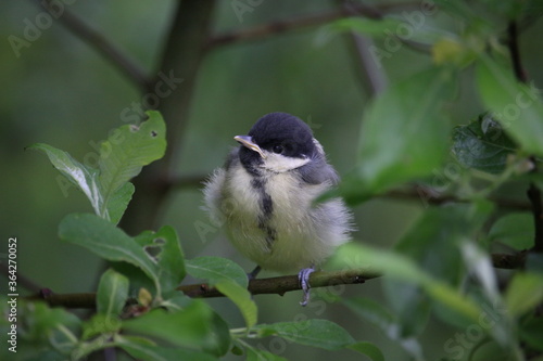 Great tit chick on a branch.