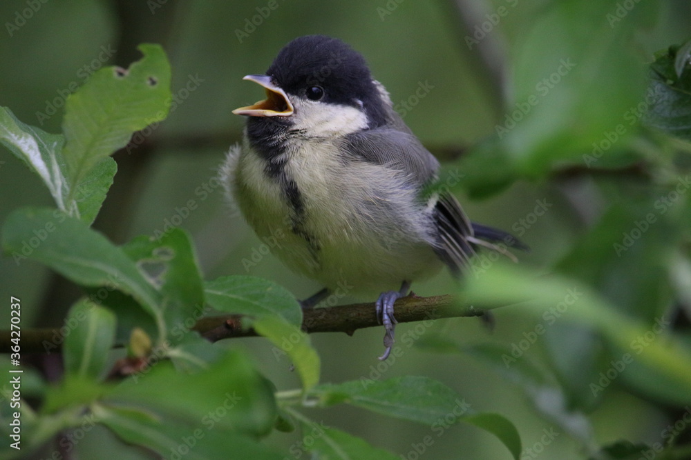 Naklejka premium Great tit chick on a branch.