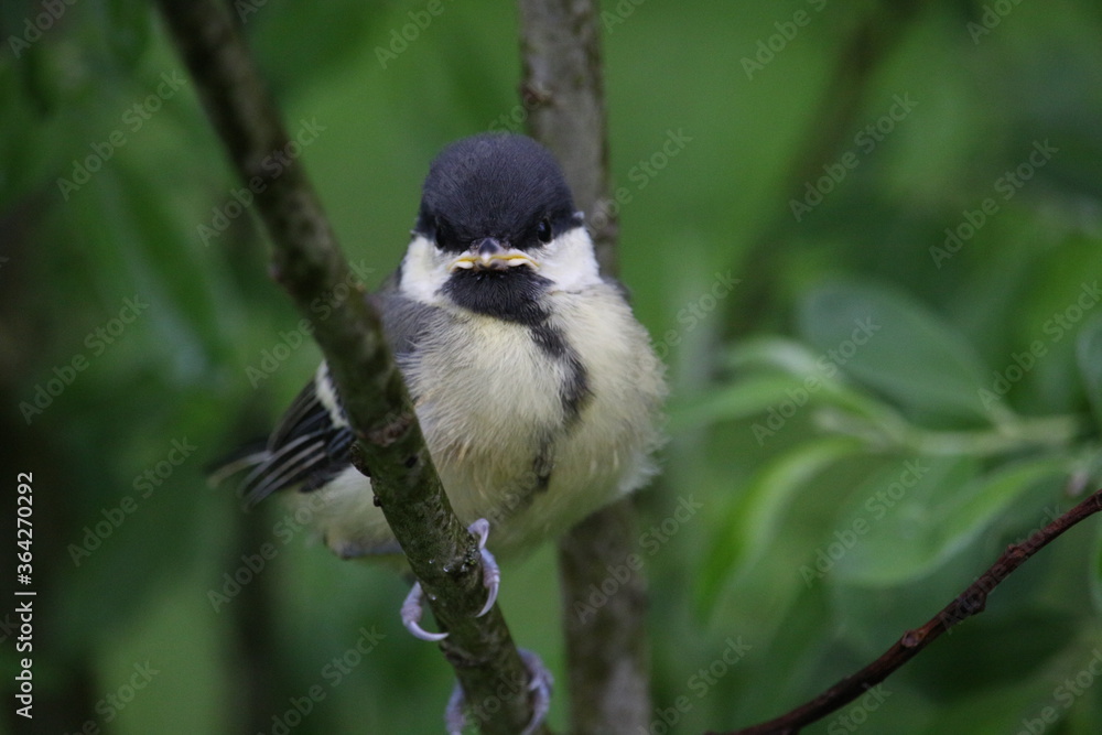 Fototapeta premium Great tit chick on a branch.