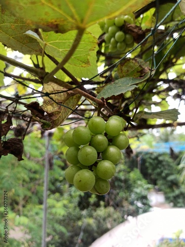 grapes on vine, green grapes, grapes, beauty grapes branch, nature 