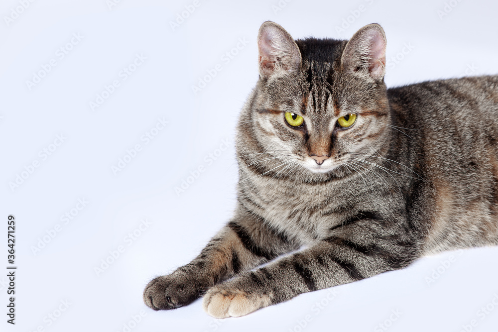Close up portrait of short hair cat with bright yellow eyes and serious look. Tabby color, displeased face expression. White background, big copy space.