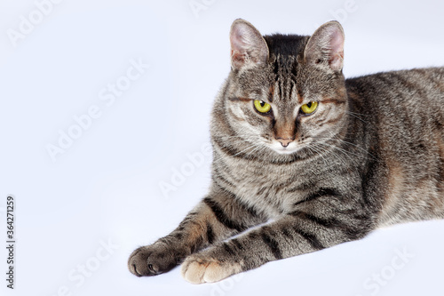 Close up portrait of short hair cat with bright yellow eyes and serious look. Tabby color, displeased face expression. White background, big copy space.