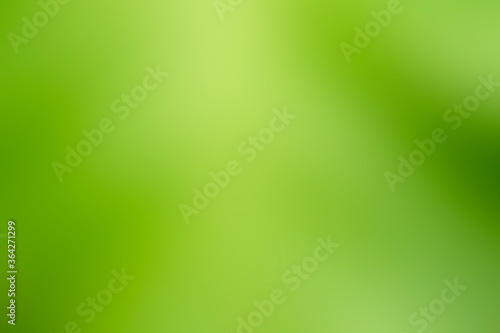 Green gradient abstract light nature background