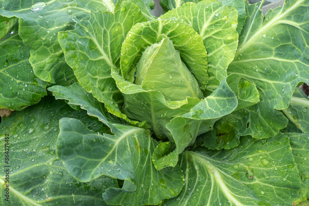 Close up of oxheart cabbage growing
Close up of oxheart cabbage growing