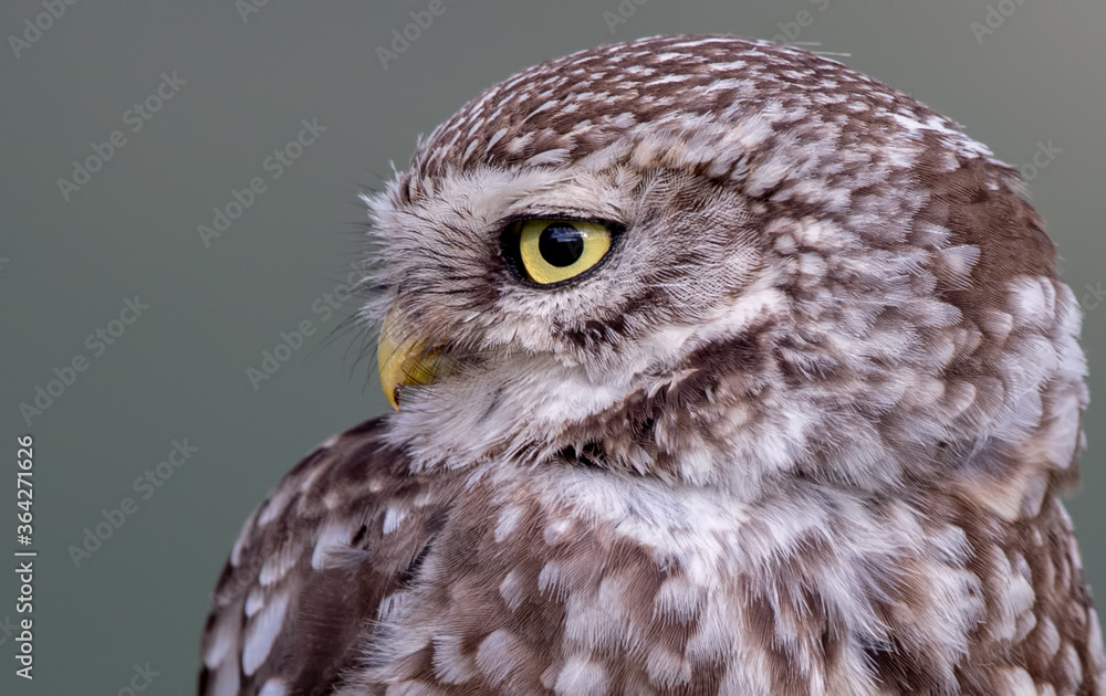 Obraz premium Little Owl