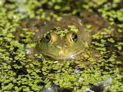 bright green frog is hidding in the lily pads on a sunny day