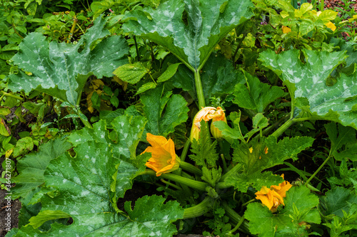 Close up of zucchini plant with flowers and fruits
