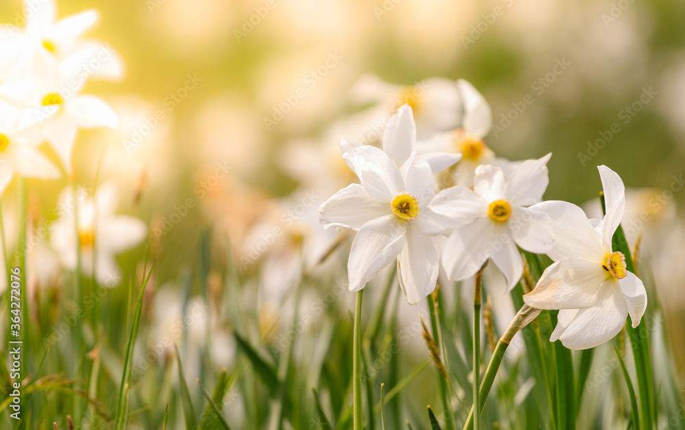 White Narcissus flowers sun light leak warn yellow White Narcissus flowers sun light leak warn yellow
