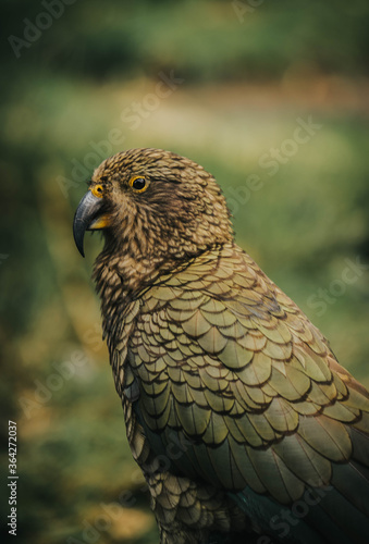 Portrait of a Kea on the road to Milford Sound, New Zealand. 