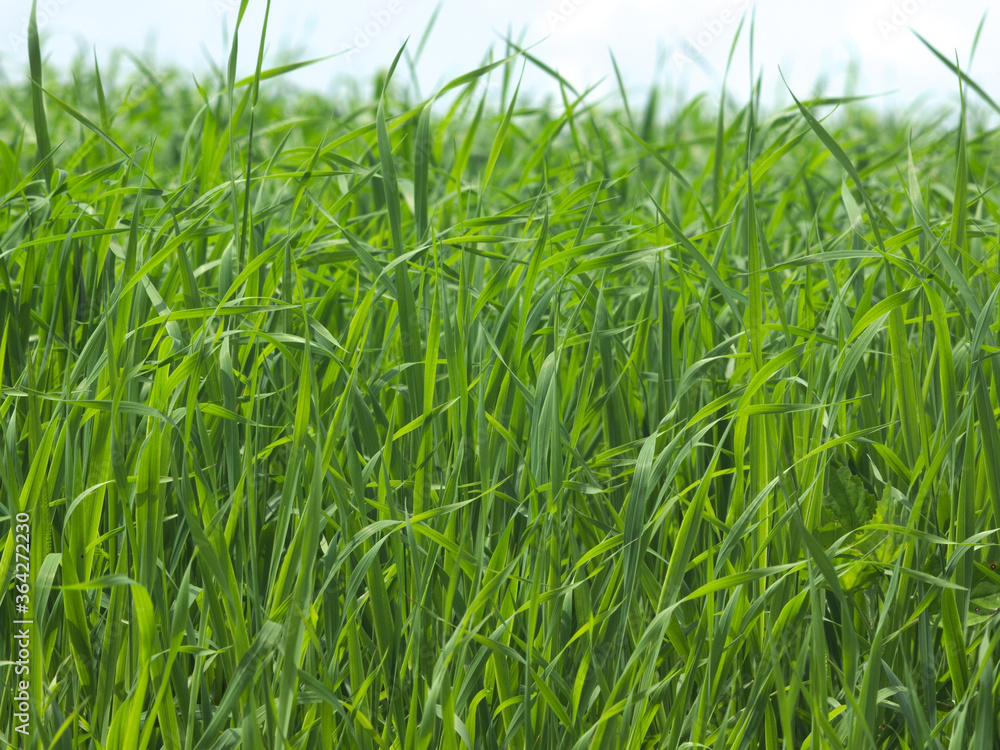 Fototapeta premium green wheat field