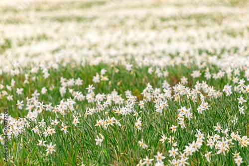 Field Narcissus flowers Golica Slovenia