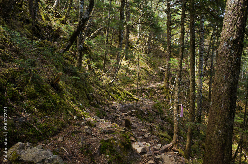 Obraz premium Trail in the woods during a early summer day at near Mt.Daibosatsu, Yamanashi Prefecture, Japan.