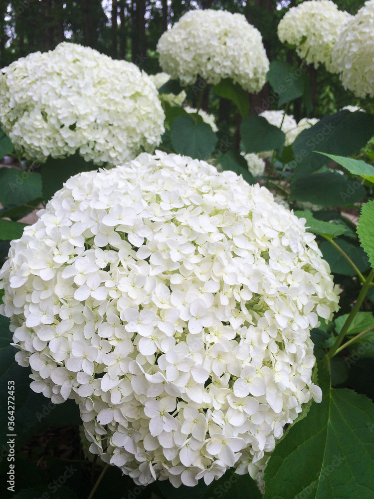 あじさい 紫陽花 アジサイ 花 満開 あじさい 紫陽花 アジサイ 花 満開