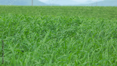 green wheat field