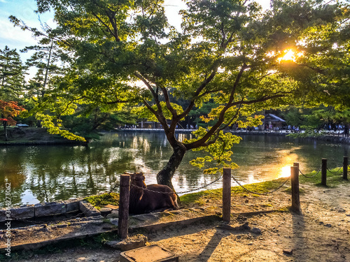 池　鹿　夕焼け　光　地面