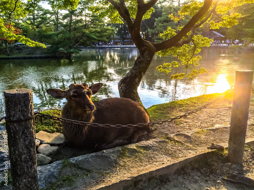池　鹿　夕焼け　光　地面