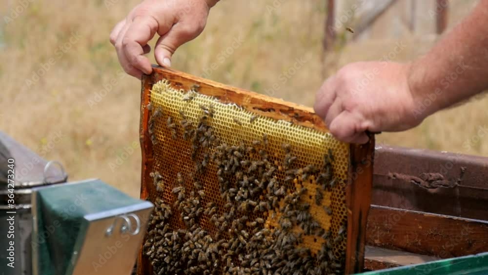 Beekeeper Inspects the Hive on the Apiary on a Sunny Day. Beekeeper Sets the Frame Full of Honey in a Hive After Examination. Beekeeper Inspects the Hive on the Apiary on a Sunny Day. Beekeeper Sets the Frame Full of Honey in a Hive After Examination.