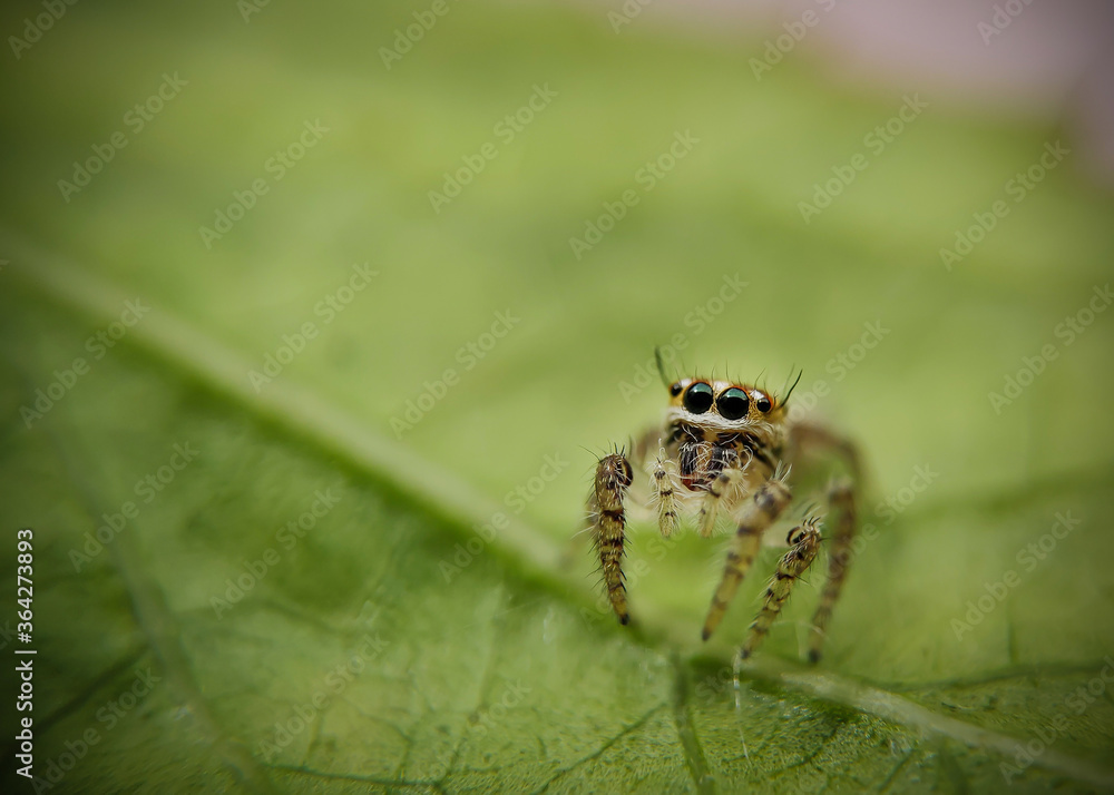 Jumping Spider Jumping Spider